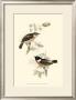 Stone-Chat by John Gould Limited Edition Print