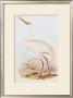 White Crane by John Gould Limited Edition Print