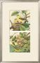 Goldfinch & Warbler by John Gould Limited Edition Print