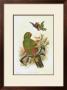 Gould Parrots I by John Gould Limited Edition Print