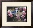 Eastern Bluejay by Terry Isaac Limited Edition Print