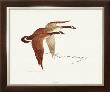 Canada Geese by Charles Murphy Limited Edition Print
