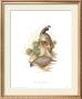 Gamble's Quail by Charles Murphy Limited Edition Print