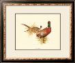Ring Necked Pheasant by Charles Murphy Limited Edition Print