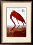 American Flamingo by John James Audubon Limited Edition Print