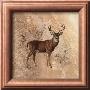 Deer Study by Judy Gibson Limited Edition Print