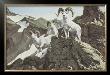 Dall Sheep by Ron Van Gilder Limited Edition Print