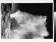Old Faithful Geyser, Yellowstone National Park, Yellowstone, Wy by Ansel Adams Limited Edition Print
