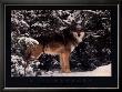 Winter Wolf by Jim Brandenburg Limited Edition Print