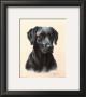 Labrador by Judy Gibson Limited Edition Print