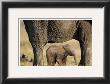 Elephant And Calf by Steve Bloom Limited Edition Print