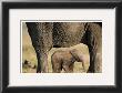 Elephant And Calf by Steve Bloom Limited Edition Pricing Art Print