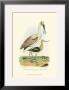Roseate Spoonbill by Alexander Wilson Limited Edition Pricing Art Print
