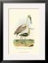 Roseate Spoonbill by Alexander Wilson Limited Edition Print