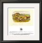 Worm Wood Hare by John James Audubon Limited Edition Print