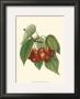 Red Cherries by John Wright Limited Edition Print
