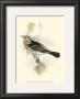 Fieldfare by John Gould Limited Edition Print