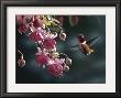 Hummingbird by Terry Isaac Limited Edition Print