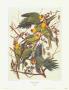 Carolina Parrot by John James Audubon Limited Edition Print