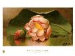 Lotus Blossom, 1885-95 by Martin Johnson Heade Limited Edition Print