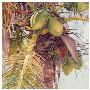 Coconut Palm by Barbara Shipman Limited Edition Pricing Art Print