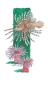 Lionfish Anemones by Paul Brent Limited Edition Print