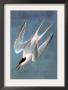 Roseate Fern by John James Audubon Limited Edition Print