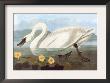 Whistling Swan by John James Audubon Limited Edition Print