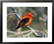 Male Scarlet Tanager by Adam Jones Limited Edition Pricing Art Print