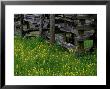 Rail Fence And Buttercups, Pioneer Homestead, Great Smoky Mountains National Park, Tennessee, Usa by Adam Jones Limited Edition Print