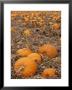 Pumpkins In Ready For Harvest, Shelbourne, Massachusetts, Usa by Adam Jones Limited Edition Print