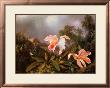 Jungle Orchids And Hummingbirds by Martin Johnson Heade Limited Edition Pricing Art Print