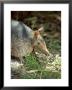 Nine-Banded Armadillo, Florida, Usa by Bob Bennett Limited Edition Pricing Art Print