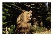 Grizzly Bear At Edge Of Forest by Guy Crittenden Limited Edition Print