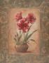 Wanda's Amaryllis Ii by Vivian Flasch Limited Edition Print