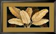 Calypso Leaves I by Paul Brent Limited Edition Print