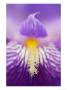 Hybrid Iris, Great Smoky Mountains, North Carolina, Usa by Adam Jones Limited Edition Print
