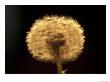 Dandelion Seeds by Adam Jones Limited Edition Print