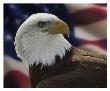 American Bald Eagle by Collin Bogle Limited Edition Print