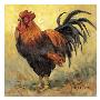 Rooster Rules Ii by Barbara Mock Limited Edition Pricing Art Print