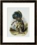Pehriska-Ruhpa, Minatarre Warrior In The Costume Of The Dog Dance by Karl Bodmer Limited Edition Pricing Art Print