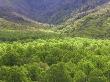 New Spring Tree Foliage On Side Of Mt Leconte, Great Smoky Mountains National Park, Tennessee. by Adam Jones Limited Edition Print