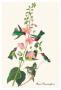 Anna's Hummingbird by John James Audubon Limited Edition Print