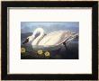 Common American Swan by John James Audubon Limited Edition Pricing Art Print