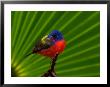 Male Painted Bunting, Everglades National Park, Florida, Usa by Adam Jones Limited Edition Pricing Art Print