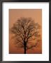 Tree Silhouetted During Winter Sunset, Kentucky, Usa by Adam Jones Limited Edition Print