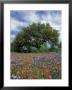 Paintbrush And Bluebonnets And Live Oak Tree, Marble Falls, Texas Hill Country, Usa by Adam Jones Limited Edition Print