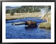 Bison Crossing The Firehole River, Wy by Guy Crittenden Limited Edition Print