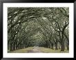 Moss-Covered Plantation Trees, Charleston, South Carolina, Usa by Adam Jones Limited Edition Print