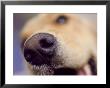 Close-Up Of Dog's Nose by Guy Crittenden Limited Edition Pricing Art Print